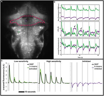 Calcium Imaging and the Curse of Negativity